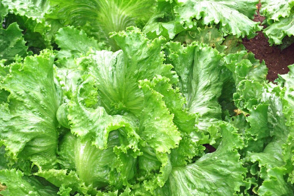 しおれた葉物野菜を シャキッと復活させる方法 野菜あんしん倶楽部